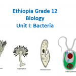 Ethiopia Grade 12 Biology Unit I Bacteria